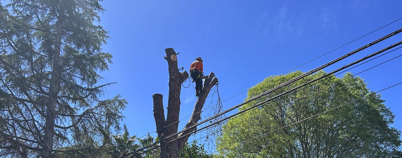 Nuestro jardinero realizando una poda en altura