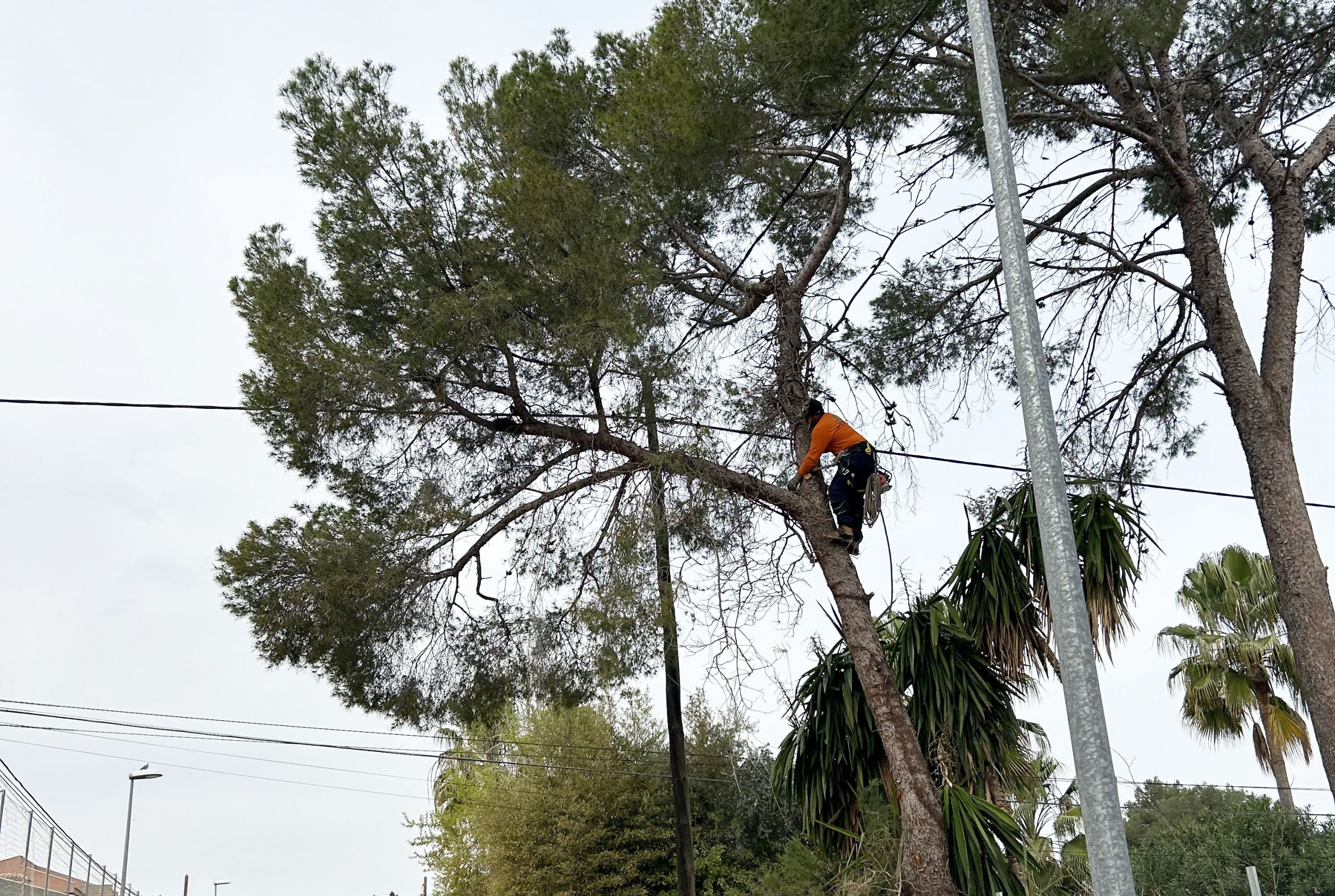 nuestro jardinero realizando poda en altura en Alzira